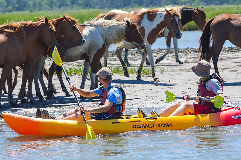 Assateague Explorer Kayak Tour | Assateague Explorer Wild Pony Cruise & Kayaking | Image #3/3 | 
