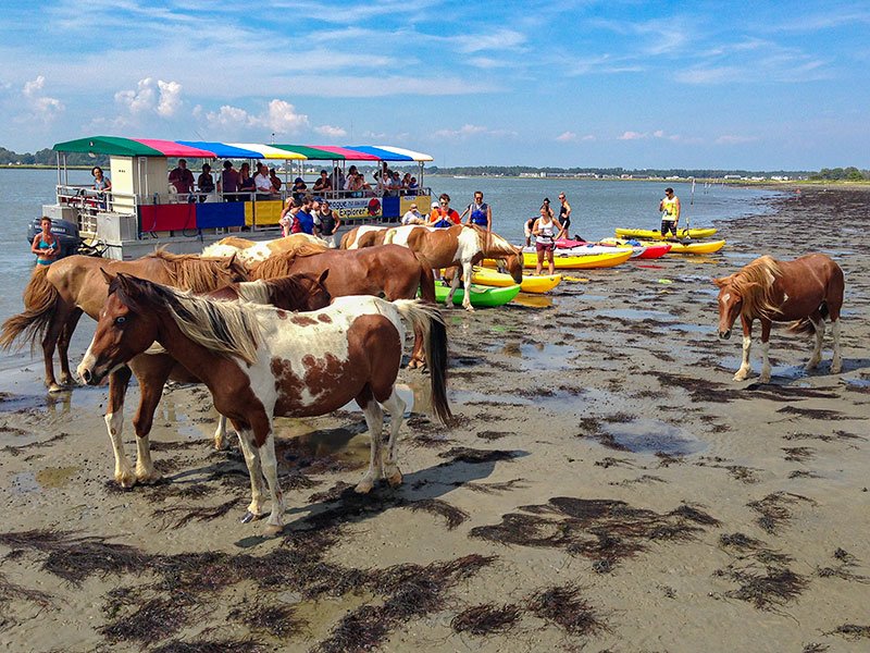 Assateague Explorer Pony Watching Cruise & Kayaking | Assateague Explorer Wild Pony Cruise & Kayaking | Chincoteague Island, Virginia  | Eco Tours | Image #1/3 | 