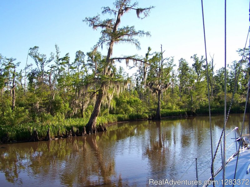 Eco Swamp Tour | Delaune Sailing Charters | Image #2/5 | 