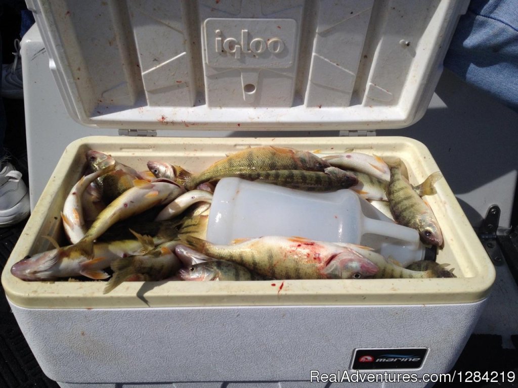 Cooler Full Of Yellow Perch | Stray Cat Fishing Charters | Image #5/7 | 