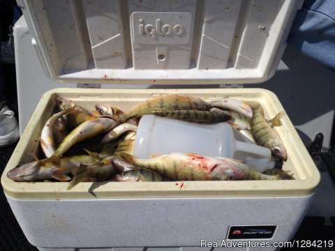 Cooler Full Of Yellow Perch