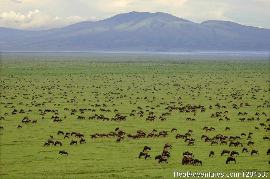 Serengeti National Park | 9-Day Wildlife Safari With Maasai Experience | Dar es Salaam, Tanzania | Wildlife & Safari Tours | Image #1/1 | 