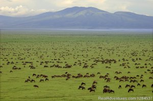 9-Day Wildlife Safari With Maasai Experience | Dar es Salaam, Tanzania Wildlife & Safari Tours | Paje, Tanzania