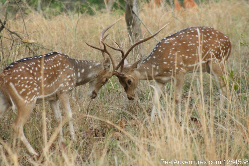 Spotted Deers | Terai Arc Landscape Adventures | Image #5/18 | 