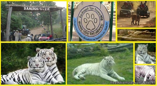 National Park Safari | Best Safari Packages At The Earth Safari Pvt. Ltd. | Dehli, India | Wildlife & Safari Tours | Image #1/11 | 
