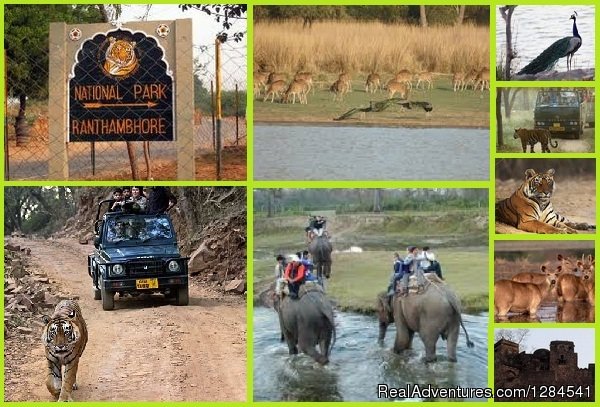 Ranthambore National Park Safari | Best Safari Packages At The Earth Safari Pvt. Ltd. | Image #2/11 | 