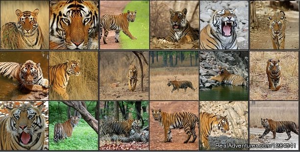 Tiger Safari | Best Safari Packages At The Earth Safari Pvt. Ltd. | Image #8/11 | 
