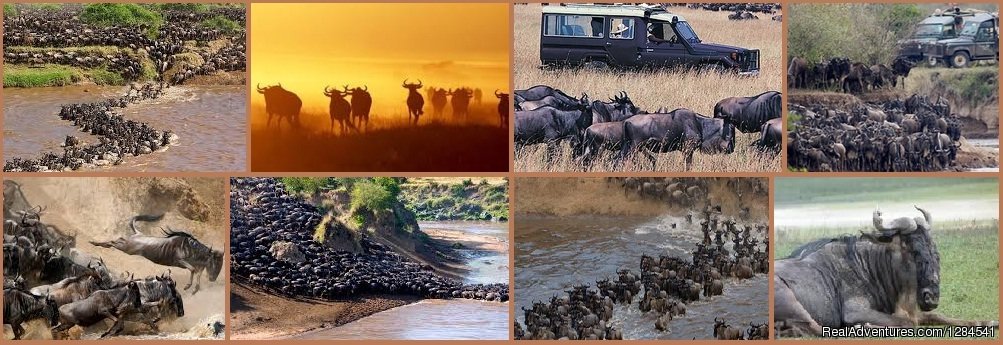 Migration of Wildebeest in Kenya | Best Safari Packages At The Earth Safari Pvt. Ltd. | Image #9/11 | 