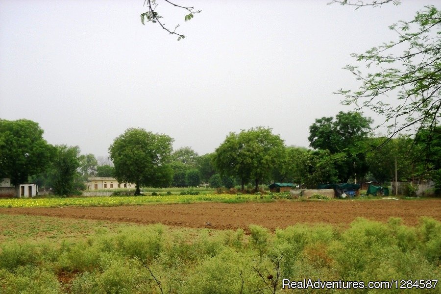Organic Farm | New Delhi Homestay Eco Cultural Tours | Image #17/26 | 