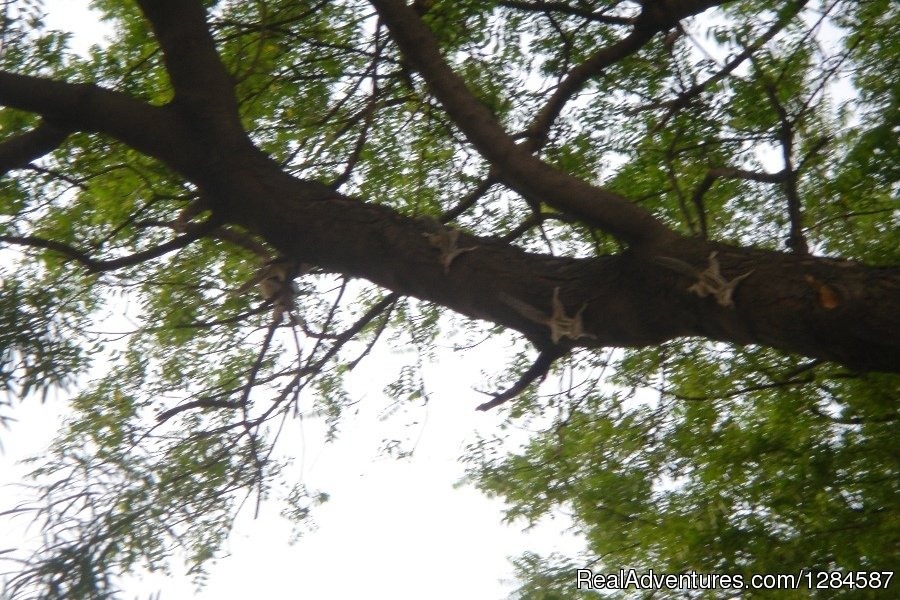Breakfast Time for Squirrels too | New Delhi Homestay Eco Cultural Tours | Image #26/26 | 