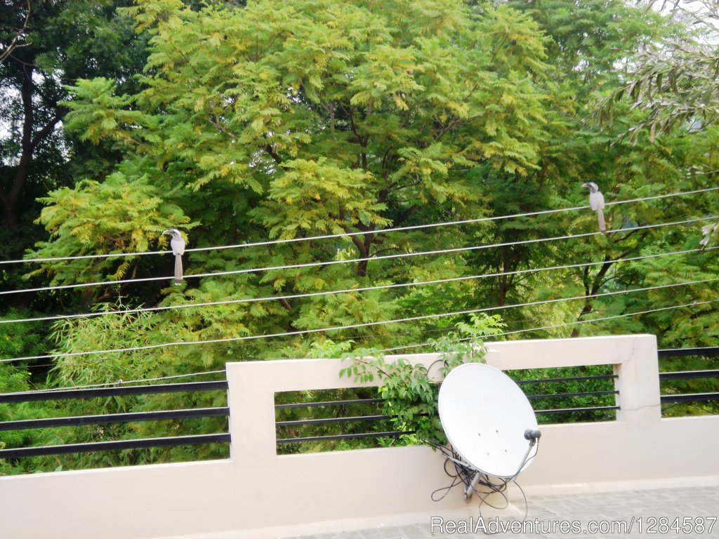 Birds on a wire: view from the terrace | New Delhi Homestay Eco Cultural Tours | Image #15/26 | 