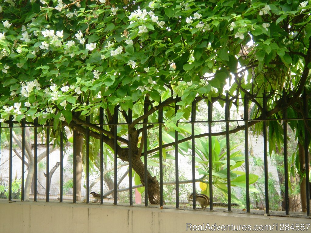 Wildlife on our fence | New Delhi Homestay Eco Cultural Tours | Image #10/26 | 