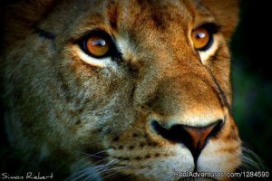 Serengeti Migration Safari | Arusha, Tanzania | Wildlife & Safari Tours