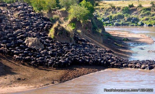 Serengeti Migration Safari | Image #2/10 | 