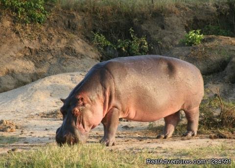Hippo | Kibale River Camp | Image #5/11 | 