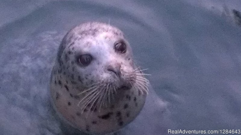 Local Harbor seal | Surfside Adventure Tours-Private Tour Guide | Image #22/26 | 