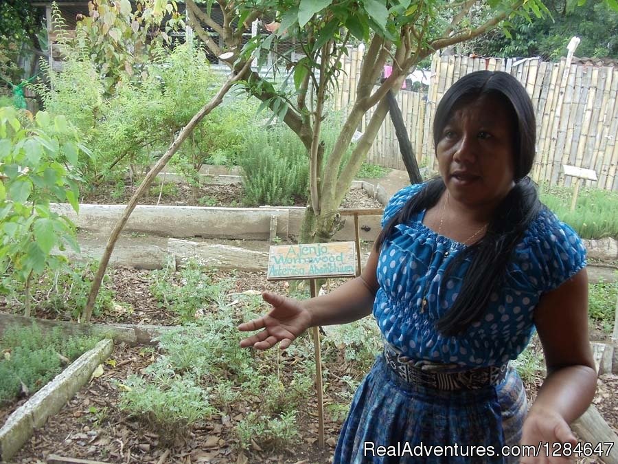 Traditional Herbal Medicine Garden | Guatemala Herbal Medicinal Tour | Image #3/3 | 