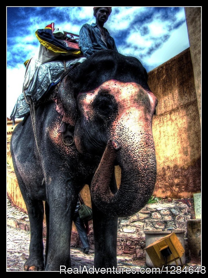 Eleday | Jaipur, India | Wildlife & Safari Tours | Image #1/8 | 