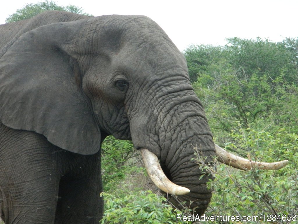African Elephant | Kruger National Park Game Hotspot Safari's | Image #4/10 | 