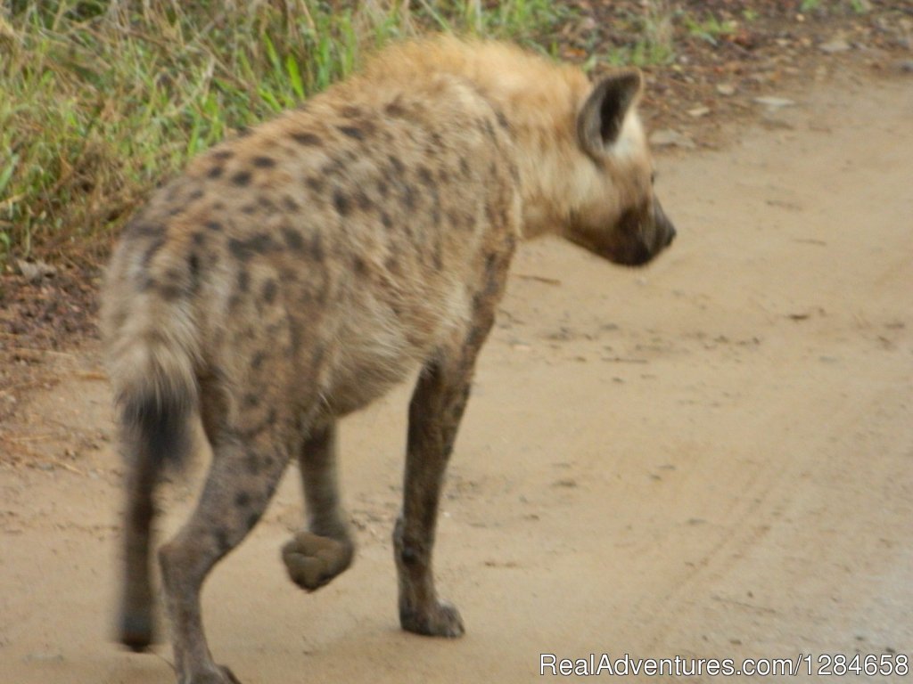 Spotted Hyena on the prowl | Kruger National Park Game Hotspot Safari's | Image #6/10 | 