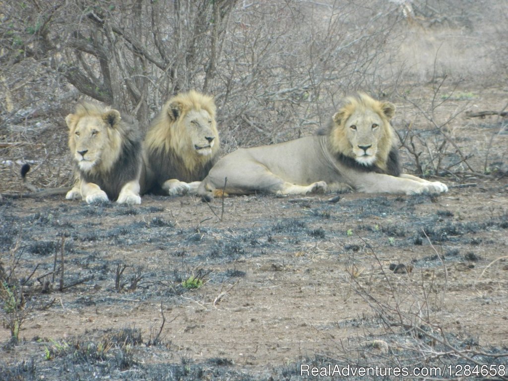 Coalition of  Four brothers...three visible | Kruger National Park Game Hotspot Safari's | Image #7/10 | 