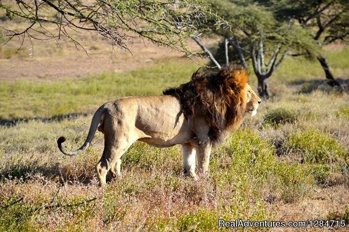 King In Serengeti National Park | Wild Secret Safaris | Arusha, Tanzania | Wildlife & Safari Tours | Image #1/4 | 
