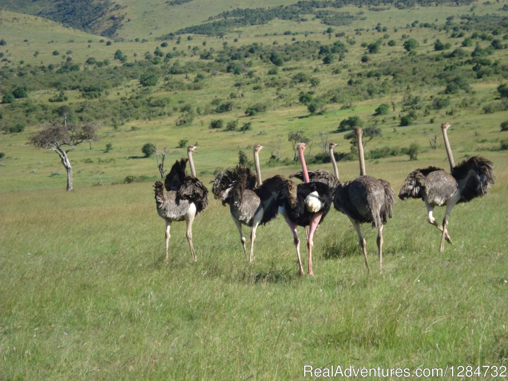 Masai Mara National Game Reserve | Budget Camping Safaris In Kenya | Nairobi, Kenya | Sight-Seeing Tours | Image #1/15 | 
