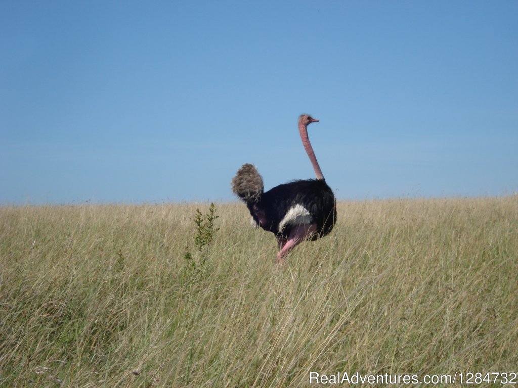The Male Ostrich | Budget Camping Safaris In Kenya | Image #3/15 | 
