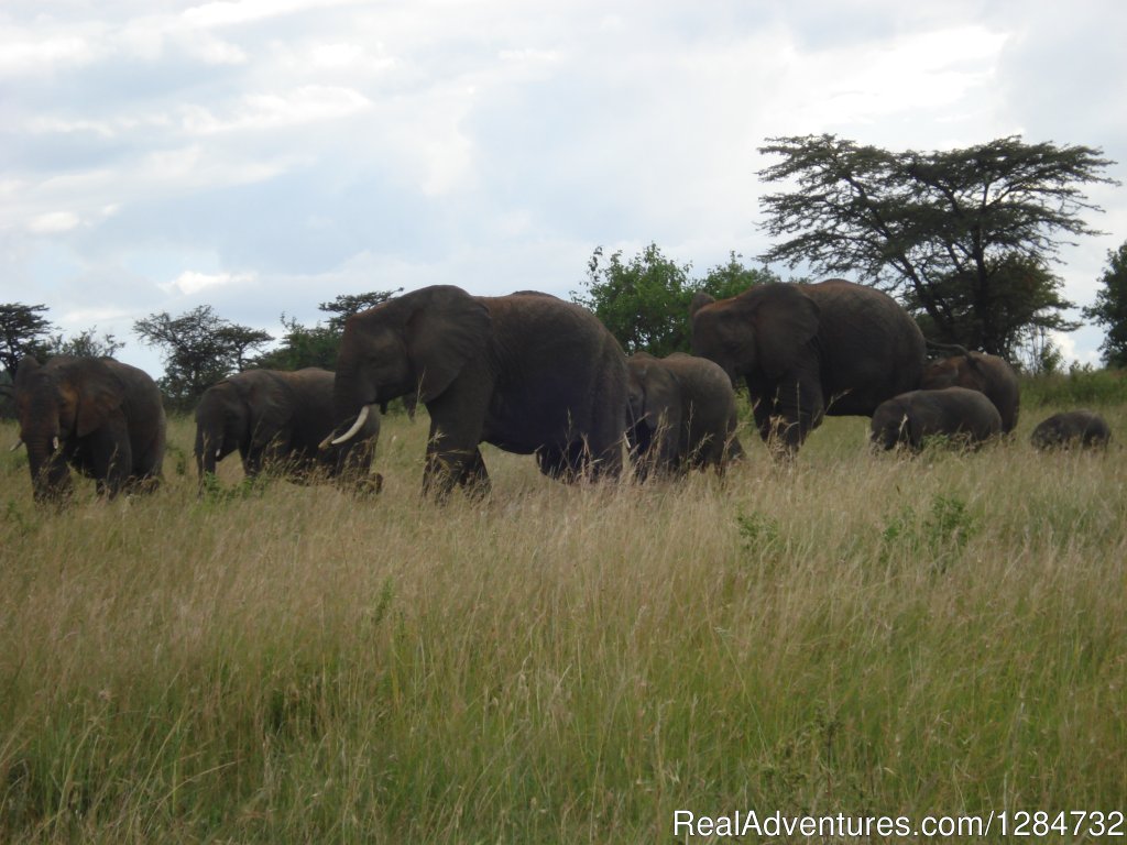 The Herd | Budget Camping Safaris In Kenya | Image #4/15 | 