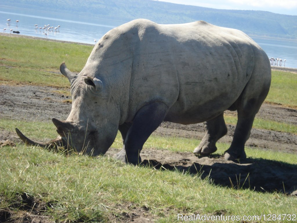 The Humble White Rhino | Budget Camping Safaris In Kenya | Image #7/15 | 