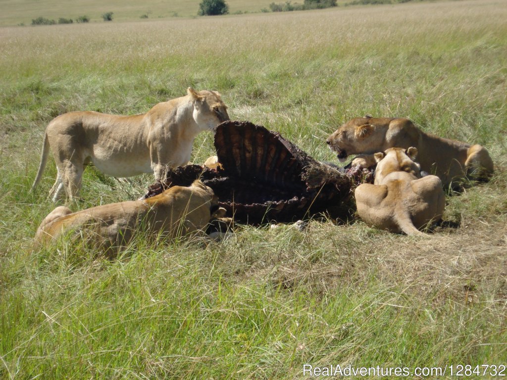 Time To Party | Budget Camping Safaris In Kenya | Image #12/15 | 