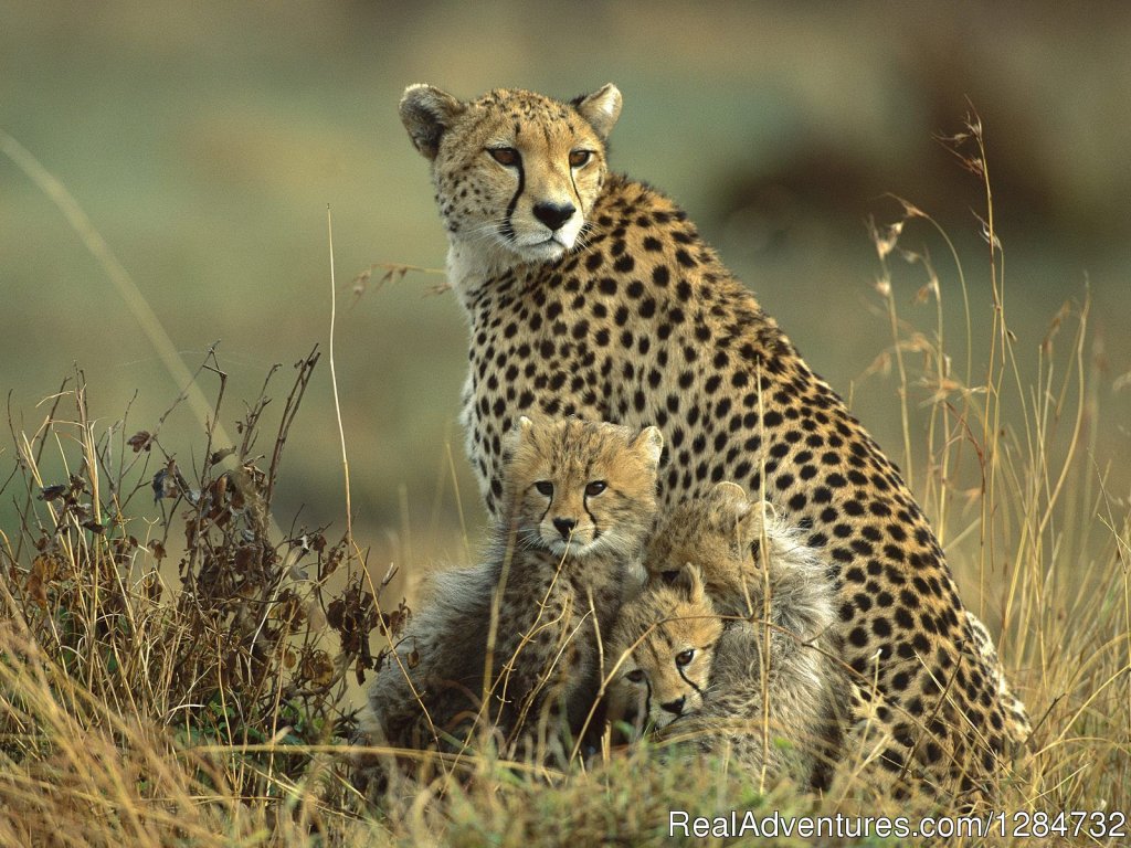 Motherly Love | Budget Camping Safaris In Kenya | Image #14/15 | 