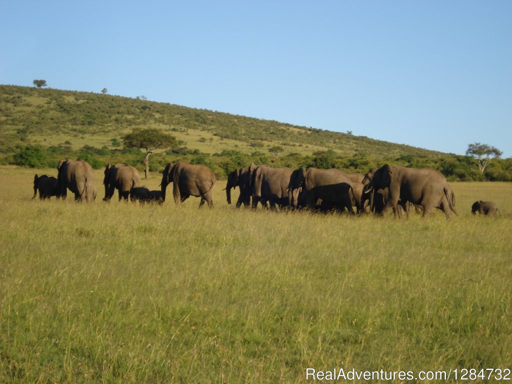 Ambos-ele | Budget Camping Safaris In Kenya | Image #15/15 | 