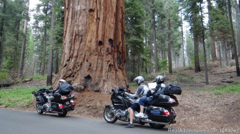 Yosemite, Red Woods, Pacific Coast  beautiful California | Image #9/20 | Touring Motorcycles Rental And Accommodations