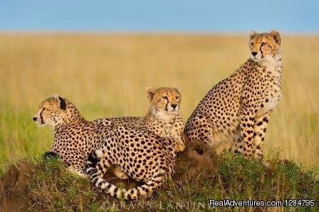 Cheetah relaxing | 7Days -Tanzania Backpackers  Safari-Northern Circu | Arusha, Tanzania | Wildlife & Safari Tours | Image #1/5 | 