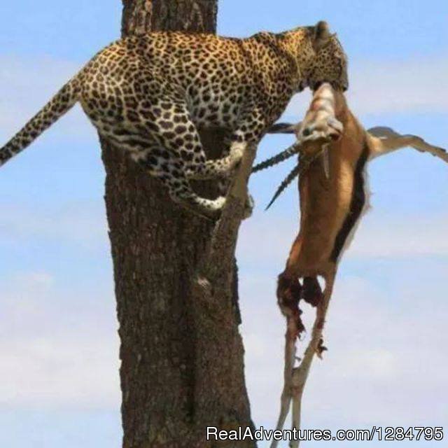 Leopard killed Impala | 7Days -Tanzania Backpackers  Safari-Northern Circu | Image #5/5 | 