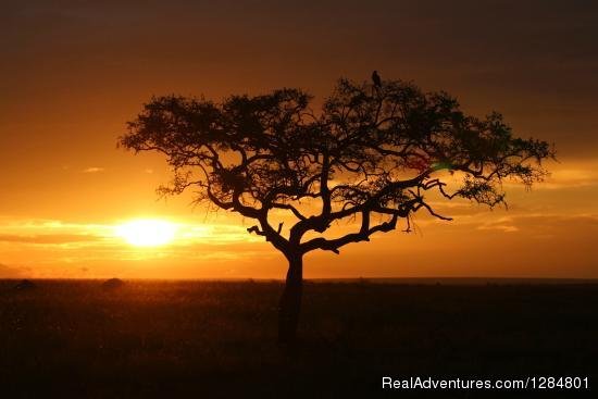 Tailor Made Safaris to Tanzania | Arusha, Tanzania | Wildlife & Safari Tours | Image #1/3 | 
