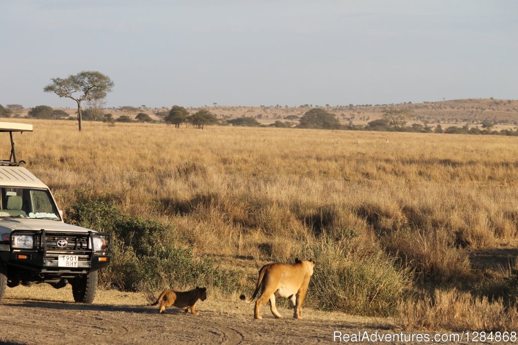 Lioness & Cub. | Migration Photo Safari | Nairobi, Kenya | Photography Workshops | Image #1/2 | 