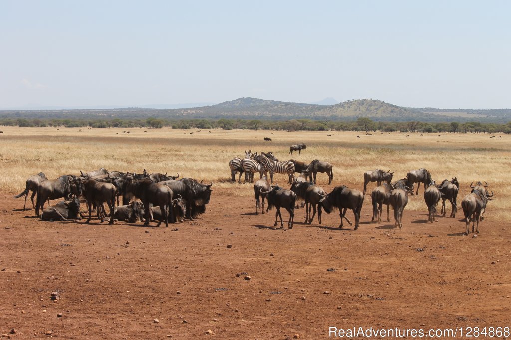 Wildbeest & Zebra herds on the move | Migration Photo Safari | Image #2/2 | 