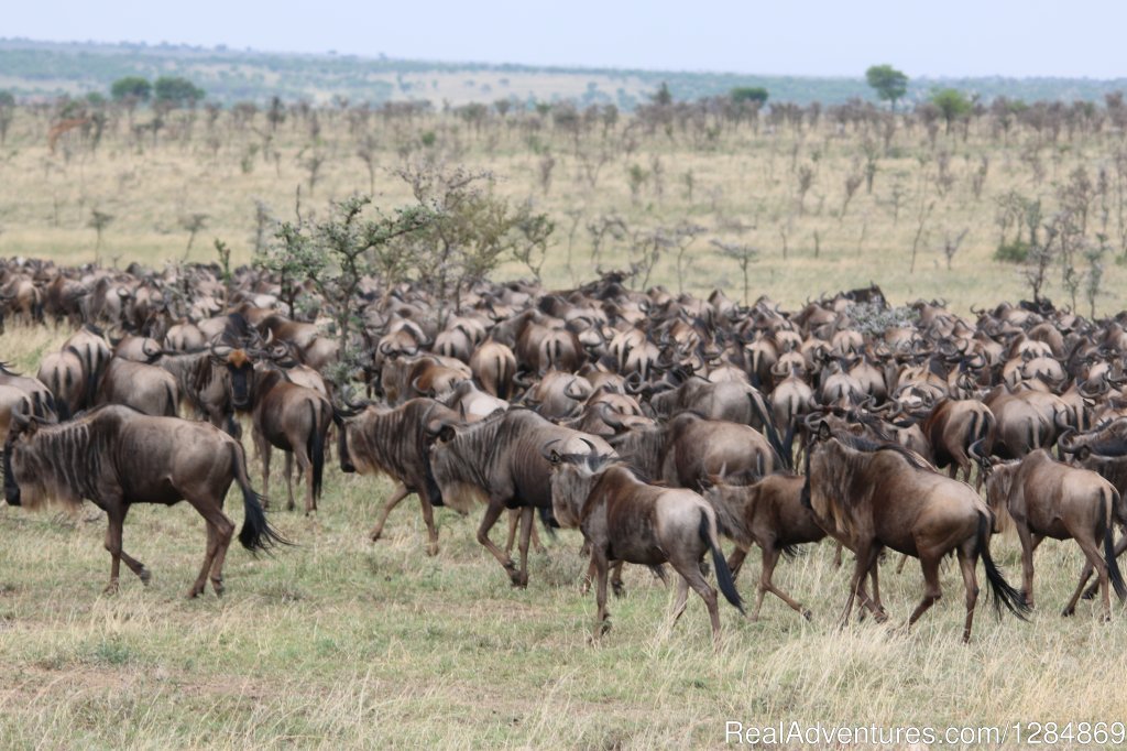 Serengeti Migration Safari | Explore Tanzania Safaris | Image #4/8 | 