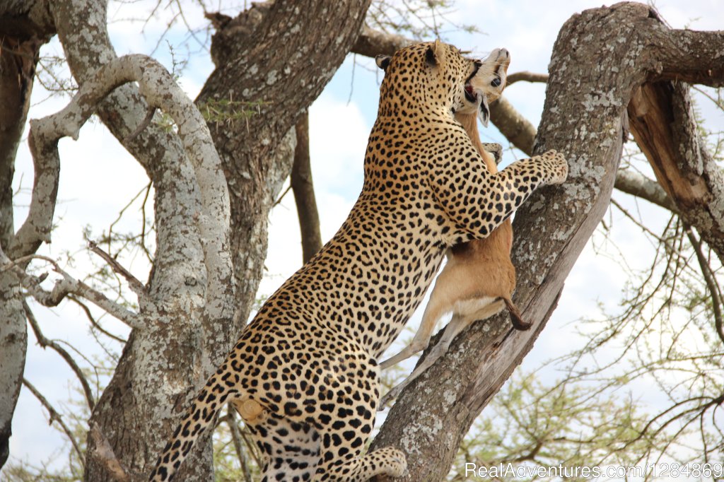 Tanzania Photographic Safari | Explore Tanzania Safaris | Arusha, Tanzania | Sight-Seeing Tours | Image #1/8 | 