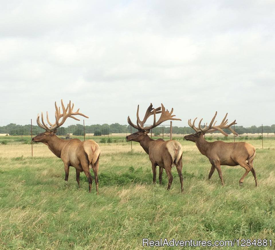 Cotton-Mesa-Whitetail-Exotics | Cotton Mesa Trophy Whitetail | Image #6/9 | 