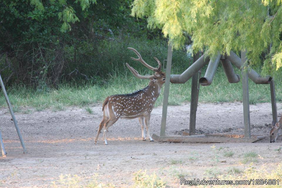 Cotton-Mesa-Whitetail-Exotics | Cotton Mesa Trophy Whitetail | Image #8/9 | 