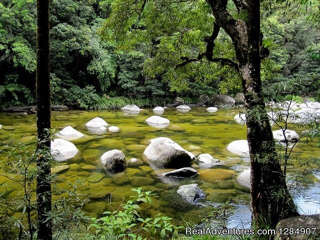 Daintree Rainforest | Escorted Tours of Australia with Distant Journeys | Image #3/18 | 