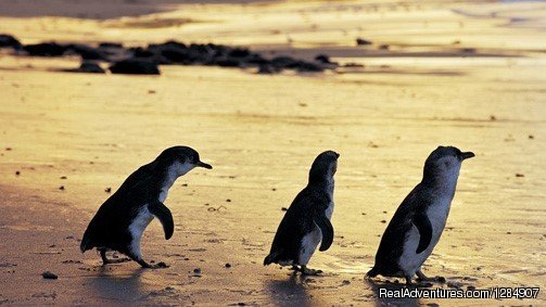 Little Penguins at Phillip Island | Escorted Tours of Australia with Distant Journeys | Image #4/18 | 