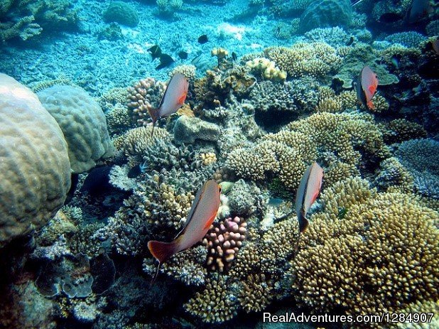 Great Barrier Reef | Escorted Tours of Australia with Distant Journeys | Image #6/18 | 
