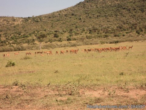A group of Impalas on the Mara rolling Savanna