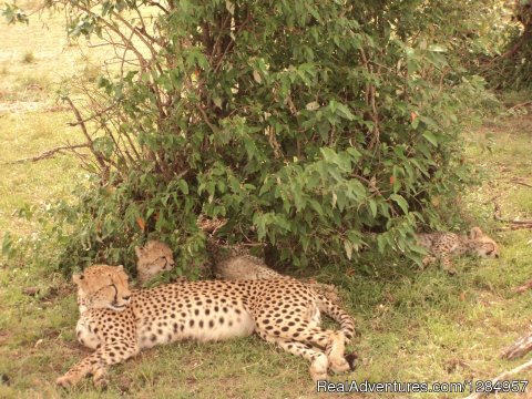 Female Cheetah resting with her cubs in the Mara