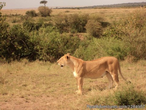 The Queen of the Jungle- Lioness hunting