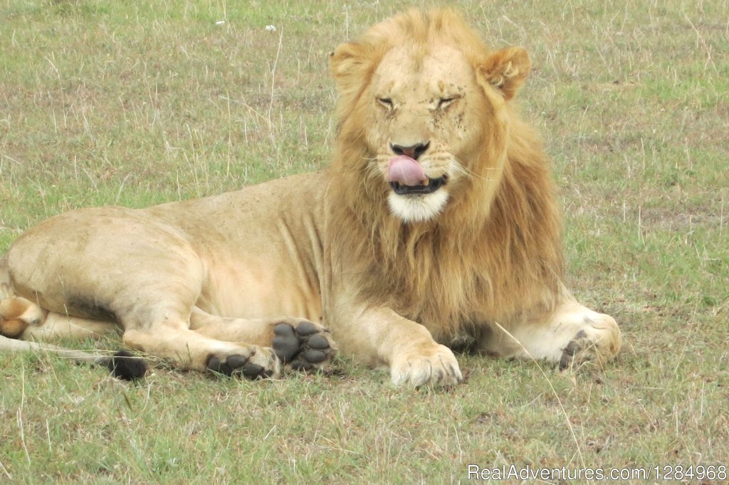Kenya Budget and Luxury Safari Packages | Nairobi, Kenya | Wildlife & Safari Tours | Image #1/3 | 